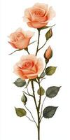 Peach Roses Watercolor Painting on White Background photo