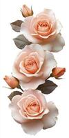 Peach Roses Vertical Arrangement Closeup photo