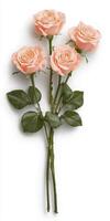 Delicate Peach Roses on White Background photo