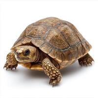 Brown Tortoise on White Background Studio Shot photo