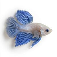 Blue and White Betta Fish Close Up photo