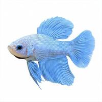 Light Blue Betta Fish with Long Fins on White photo