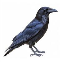 Black Raven Perched on White Background photo