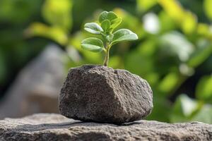 Green Sprout Emerging From Gray Rock photo
