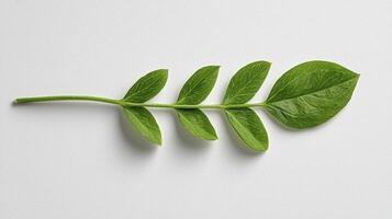 Green Leaf Close-Up on White Background A Macro Shot for Nature Enthusiasts, Botanists, and Designers Seeking High-Quality Images Perfect for Illustrating Concepts Related to Growth, Freshness, and photo