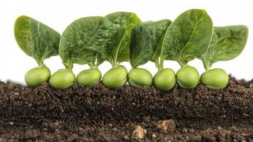 Explore the wonders of nature with this captivating close-up image of vibrant green sprouts emerging from rich, fertile soil, capturing the essence of new beginnings and sustainable growth, a symbol photo