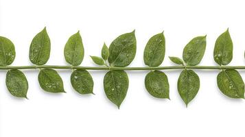 Explore the delicate beauty of nature with this stunning macro photograph of a green leafy branch, capturing intricate details and vibrant colors, perfect for nature enthusiasts, botanical photo