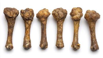 Explore a captivating collection of bone images, revealing intricate details and textures This curated selection showcases the beauty and complexity found within the skeletal structure Discover the photo