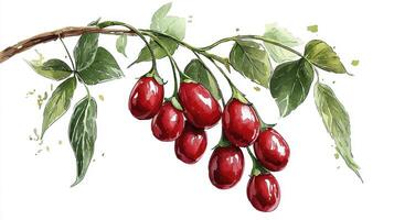 Discover the vibrant beauty of this watercolor painting showcasing ripe goji berries hanging delicately from a slender branch, their glossy surfaces reflecting light, surrounded by lush green leaves photo