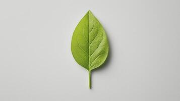 Discover the serene beauty of a single green leaf, captured in a minimalist close-up against a clean, white backdrop This image highlights the intricate details of nature's design, showcasing the photo