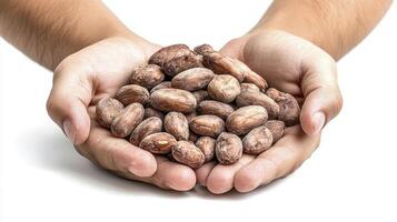 Discover the rich, earthy aroma and natural goodness of cocoa beans, carefully cradled in nurturing hands, inviting you to explore the world of chocolate creation, from raw ingredient to delectable photo