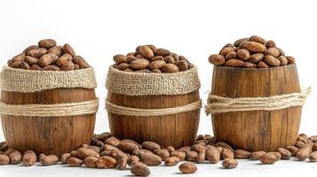Discover the rich world of cocoa beans with this captivating image showcasing wooden barrels overflowing with freshly harvested cocoa Explore the journey from bean to delicious chocolate, captured in photo