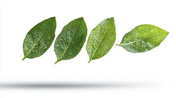Discover the serene beauty of nature with this captivating image showcasing four vibrant green leaves, each glistening with delicate water droplets, evoking a sense of freshness and tranquility photo