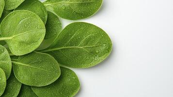 Discover the vibrant freshness of these green spinach leaves, captured in a high-resolution image perfect for culinary inspiration, healthy lifestyle blogs, and nutritional content Explore the photo