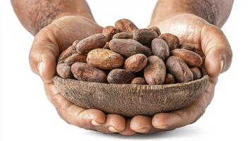 Experience the Richness A Close-Up of Hands Holding a Bounty of Raw Cocoa Beans, Representing Natural Goodness and Sustainable Farming Practices, Perfect for Food Blogs, Chocolate Manufacturers, and photo