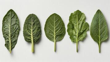 Explore a captivating array of diverse green leaves showcasing the beauty of nature's intricate designs, from the delicate veins to the varied textures, each leaf tells a unique story of growth and photo
