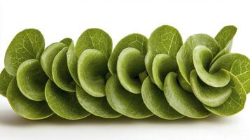 Explore the mesmerizing beauty of nature with this captivating macro shot showcasing vibrant green succulent leaves Witness the intricate details and textures that bring this botanical masterpiece to photo