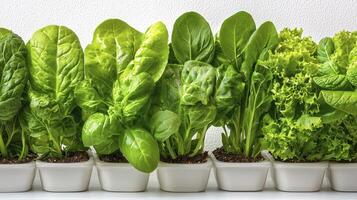 Explore the Vibrant World of Fresh Green Leafy Vegetables A Stunning Collection of Spinach, Romaine Lettuce, Butter Lettuce, and More, Perfect for Healthy Eating, Delicious Salads, and Nutritious photo