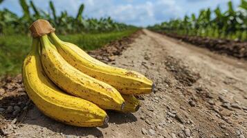Exploring the Vibrant World of Bananas A Captivating Image of Ripe Yellow Fruits in a Lush Plantation, showcasing the Natural Beauty and Agricultural Richness, highlighting the Essence of Tropical photo