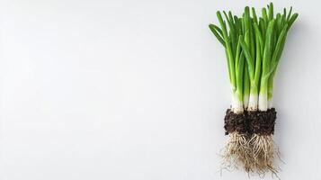 Fresh Green Onions with Roots and Soil on a Clean White Background A Vibrant Image for Food Blogs, Recipe Websites, and Healthy Eating Campaigns This stock photo showcases the natural beauty and
