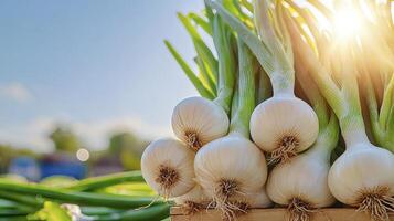 Fresh Spring Onions A Vibrant Image Showcasing the Beauty and Nutritional Value of These Delicious Vegetables, Perfect for Adding a Zesty Touch to Culinary Creations Explore the Versatility of photo