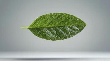 Green Leaf Close-Up Photography Explore the intricate details of a vibrant green leaf against a soft, gradient background Perfect for nature lovers and botanical enthusiasts This high-resolution photo