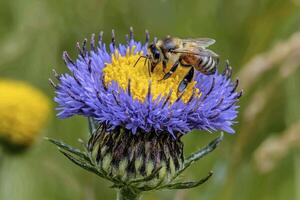 Captivating close-up of a bee gracefully landing on a vibrant blue and yellow thistle flower, showcasing the beauty of nature's pollination process in a sun-drenched meadow This stunning wildlife photo
