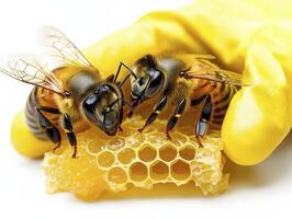 Captivating Close-Up Two Honeybees on Honeycomb, Captured in Stunning Detail for Stock Photography Discover the Intricate Beauty of These Busy Pollinators as They Work to Create Sweet Honeycomb photo