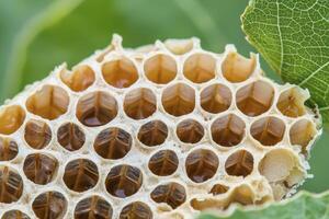 Discover the mesmerizing world of nature's geometry with this captivating close-up image of a honeycomb, showcasing the intricate hexagonal cells crafted by bees, revealing the perfect blend of photo
