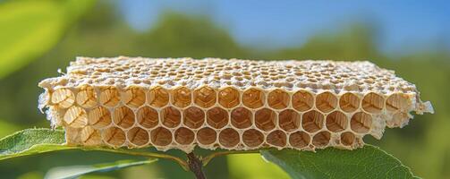 Golden honeycomb close-up on a leafy background showcasing intricate hexagonal cells and natural structures Capturing the beauty of apiculture, this image highlights bee craftsmanship, organic photo