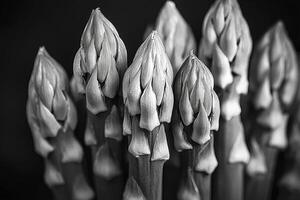 Monochromatic Asparagus Elegance A close-up black and white photograph showcasing the intricate details and textures of fresh asparagus spears, capturing their natural beauty in a timeless and photo