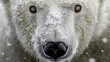 A captivating close-up unveils the remarkable resilience of a polar bear, its wet nose adorned with delicate frost crystals, a testament to its ability to thrive in the harshest Arctic conditions photo