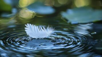 A delicate feather, a testament to nature's fleeting beauty, finds solace upon the tranquil surface of water Gentle ripples emanate outward, whispering tales of a serene encounter The feather, a photo