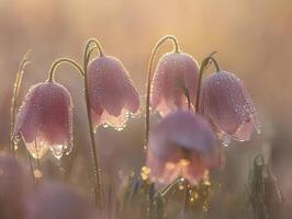 A gentle symphony of light dances upon the delicate pink petals, adorned with glistening morning dew The flowers, bathed in the soft embrace of dawn, emanate a serene and ethereal beauty Each drop of photo