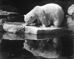 A magnificent polar bear, its fur pristine white against the stark monochrome, clings precariously to the icy edge of a fragmented ice floe The powerful creature, a symbol of Arctic resilience photo