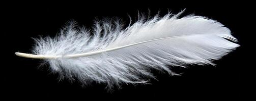 A solitary feather, pristine white, gracefully descends against an endless expanse of black Each delicate barb shimmers in the subtle light, tracing a dance of gravity and air The image captures the photo