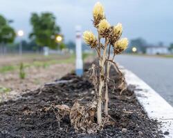 Against the odds, a lone plant perseveres in arid conditions, a testament to nature's resilience Each withered leaf tells a story of survival, while the budding flowers signal a hopeful future This photo