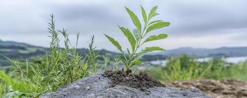 Amidst rolling hills and a serene lake, a tender sprout emerges, a testament to life's unwavering resilience Green shoots unfurl against a backdrop of nature's beauty The delicate plant clings photo