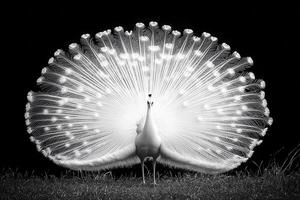 Behold the majestic peacock, a symbol of beauty and grace, as it unveils its magnificent plumage in a breathtaking display Each feather, a masterpiece of nature's artistry, shimmers with iridescent photo