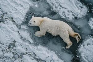 From high above, a solitary polar bear navigates the icy expanse of a frozen river delta, its pristine white coat blending seamlessly with the glacial landscape The aerial perspective reveals the photo