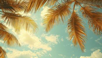 Golden sunlight filters through the fronds of swaying palm trees, painting the sky in hues of warmth and tranquility, evoking the essence of a tropical paradise Gentle breezes whisper through the photo