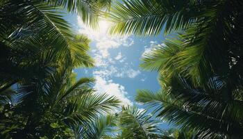 Imagine yourself on a serene tropical island, where lush palm trees sway gently in the warm breeze The leaves rustle like whispers, creating a soothing soundtrack to your day Sunlight filters through photo
