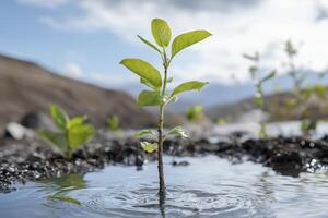 In a barren landscape, a solitary sapling stands tall, a testament to the indomitable spirit of nature Its tender leaves, a vibrant green against the desolate backdrop, reach towards the sun photo
