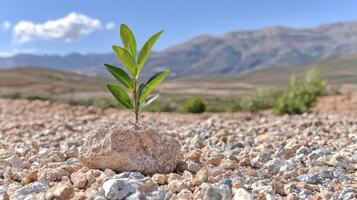 In a barren expanse, a tiny sapling bravely emerges, defying the harsh conditions Its delicate leaves reach towards the unforgiving sky, a testament to nature's resilience The arid landscape photo