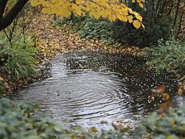Immerse yourself in this serene forest scene, where the delicate dance of rain and water creates an enchanting symphony Observe the mesmerizing ripples that emanate from each raindrop, gently photo