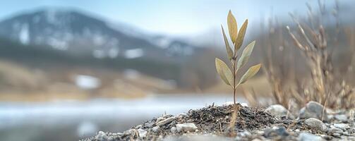 In a barren landscape, scarred by dryness and desolation, a solitary seedling emerges, a beacon of hope against the odds It stands defiant, its fragile stem reaching towards the heavens, a testament photo
