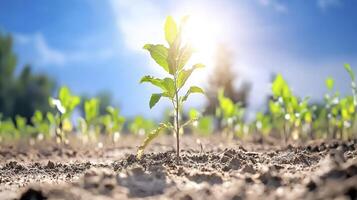 In a barren landscape, a tiny sprout emerges, stretching its tender leaves towards the life-giving sun It is a symbol of resilience, a testament to the indomitable spirit of nature The dry, dusty photo