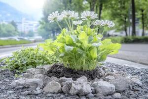 In a concrete jungle where survival seems improbable, a fragile shoot bravely emerges, defying the harsh conditions and lack of moisture This tiny speck of green embodies resilience, hope, and the photo