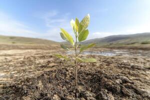 In a desolate expanse of cracked earth, a lone sapling emerges, defying the arid landscape with its vibrant green leaves A symbol of resilience, it stands as a testament to life's enduring power photo
