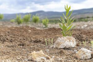 In a desolate and barren expanse, a solitary green plant bravely defies the harsh realities of an arid landscape Its vibrant leaves stand in stark contrast to the parched earth, a symbol of hope photo